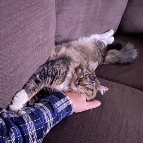 cat hand